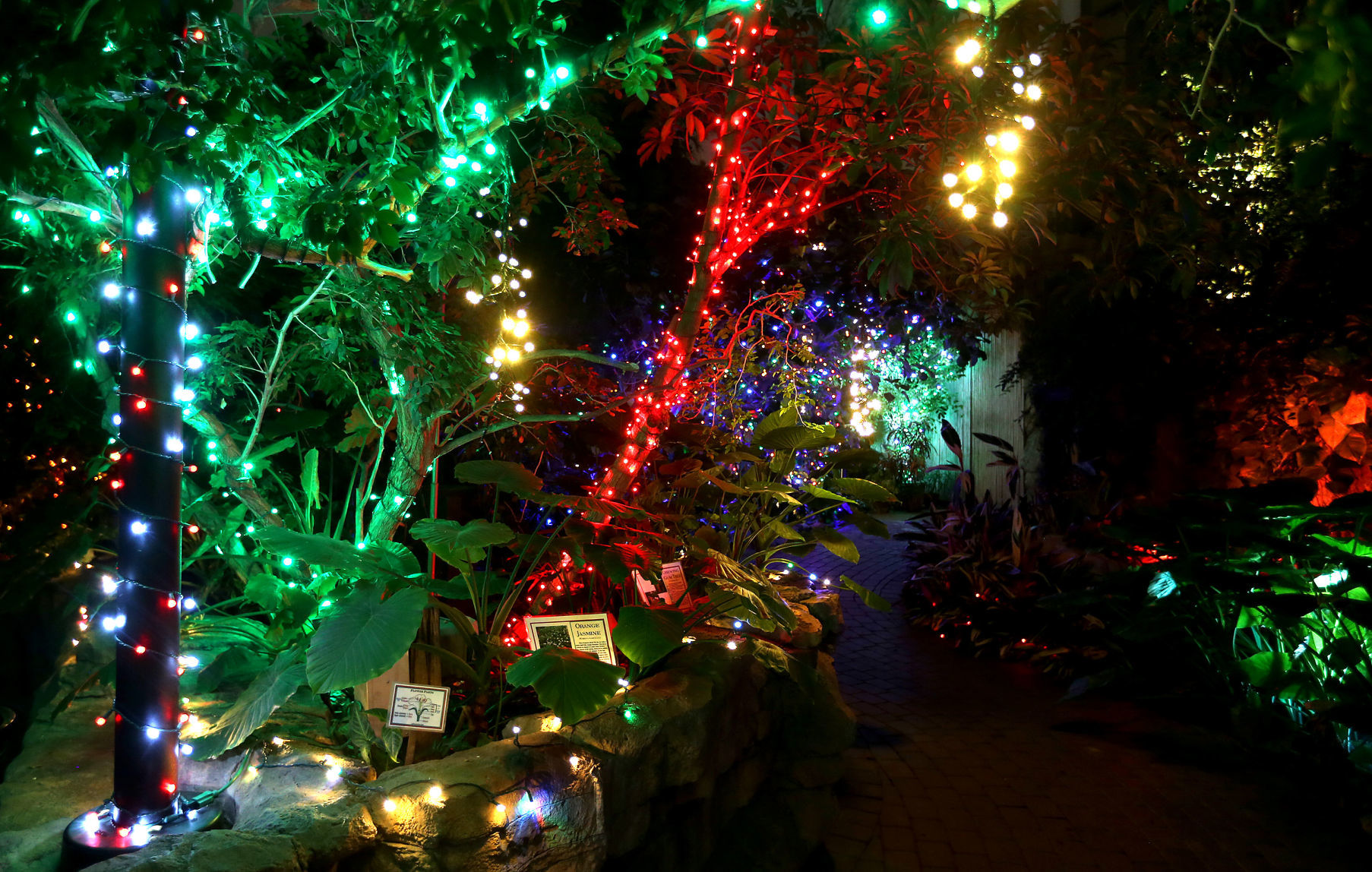 112718-botanical-lights-011